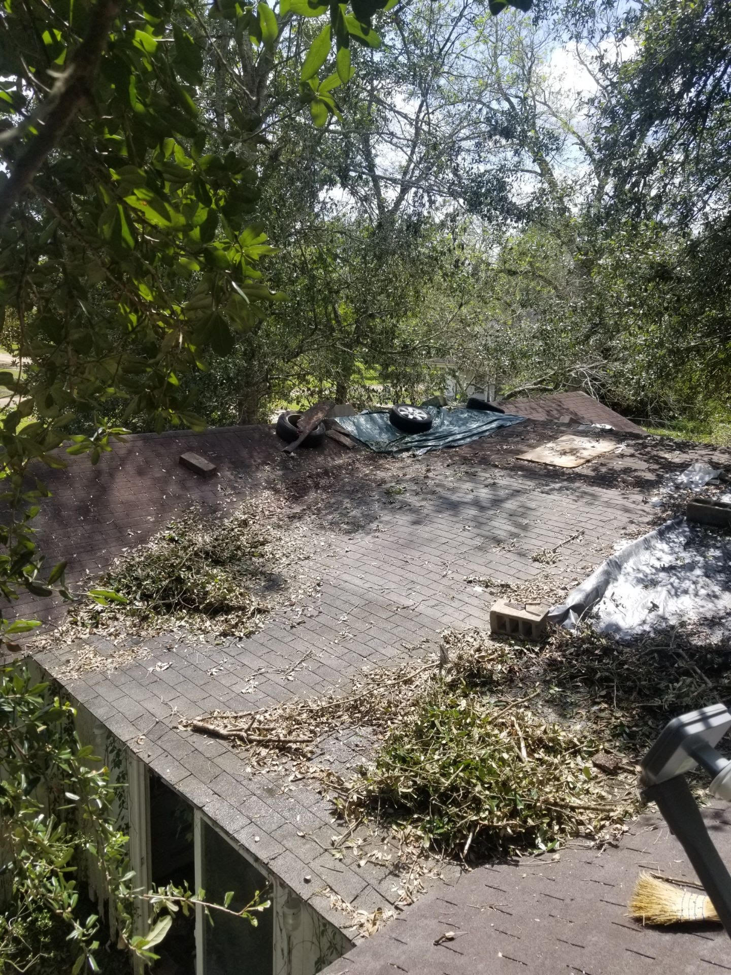 outdoor destruction of trees