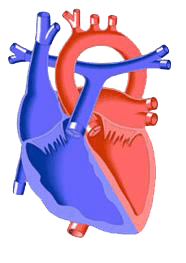 Heart illustration