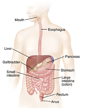 Outline of man showing gastrointestinal system. 